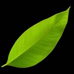 Vocal Tea Profile Picture